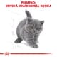 Royal canin Breed Kitten Feline British Shorthair 10kg