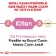 Royal canin Breed Feline Kitten Maine Coon 10kg