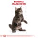 Royal canin Breed Feline Kitten Maine Coon 10kg