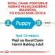 Royal canin Breed Fr. Buldoček Junior 3kg