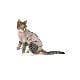 Obleček Body Suit Step'n Go Cats 2XS BUSTER