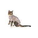 Obleček Body Suit Step'n Go Cats XS BUSTER