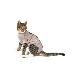 Obleček Body Suit Step'n Go Cats S BUSTER