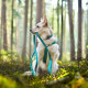Obojek Hurtta Casual ECO černý 20-30cm