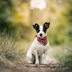Šátek Zhero Safety Bandana ECO rubínová S