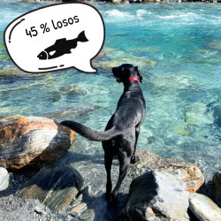 Calibra Dog EN Sensitive Salmon 12kg NEW