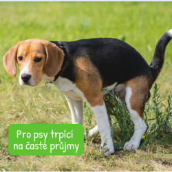 Canvit Probio pro psy 100g plv.