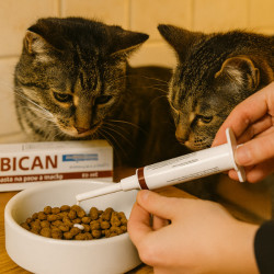 Probican pasta 15ml