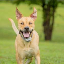 PetSafe Extra obojek pro elektrický ohradník Classic