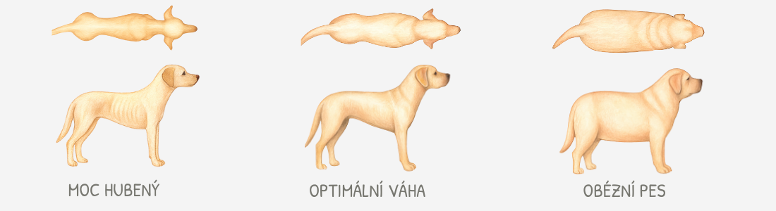 Ako spoznať nadváhu u psa