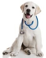 Veterinárne diéty pre psov = krmivo, ktoré lieči